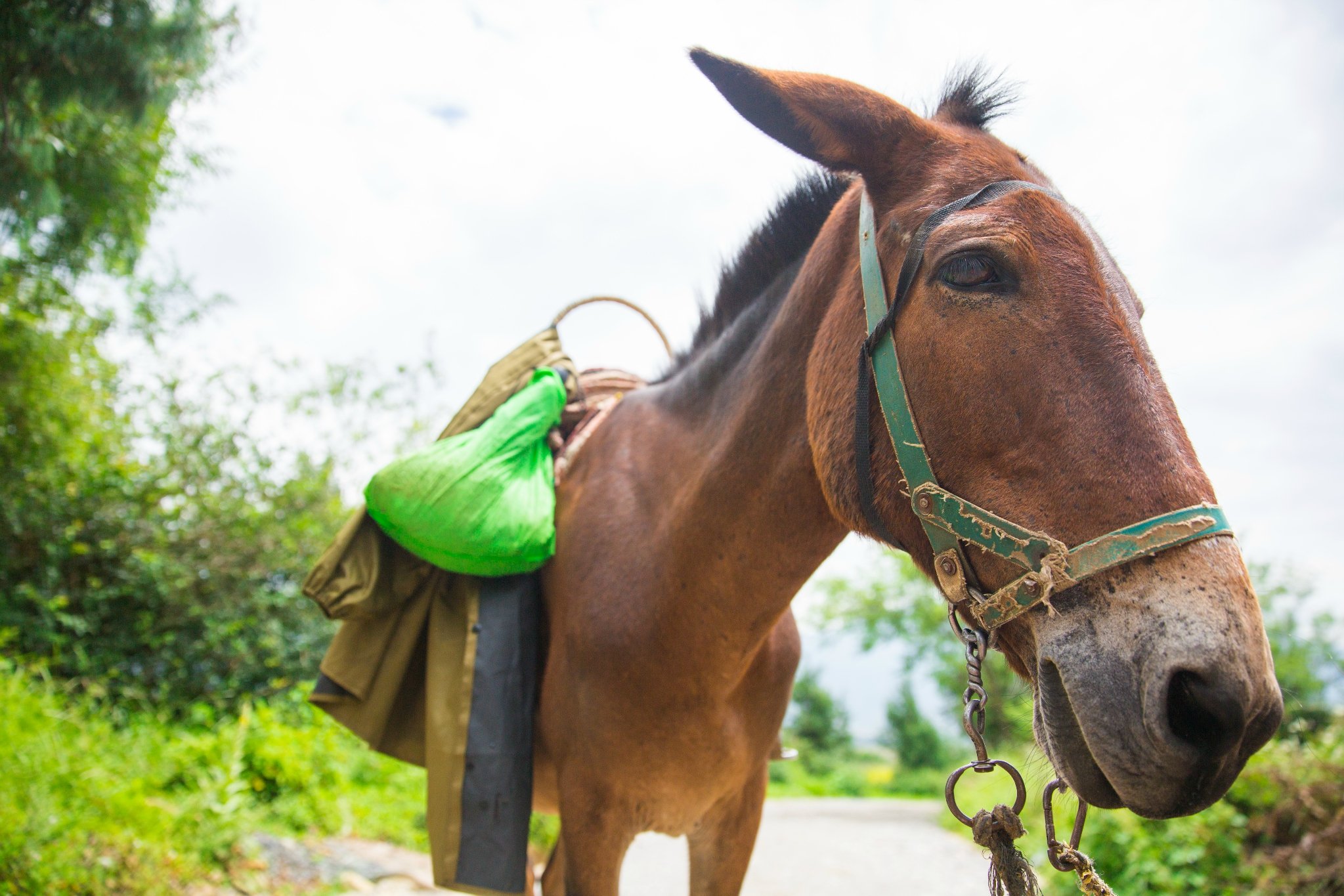 我骑的小马儿by@仁者无敌防坑指南开课了:1.