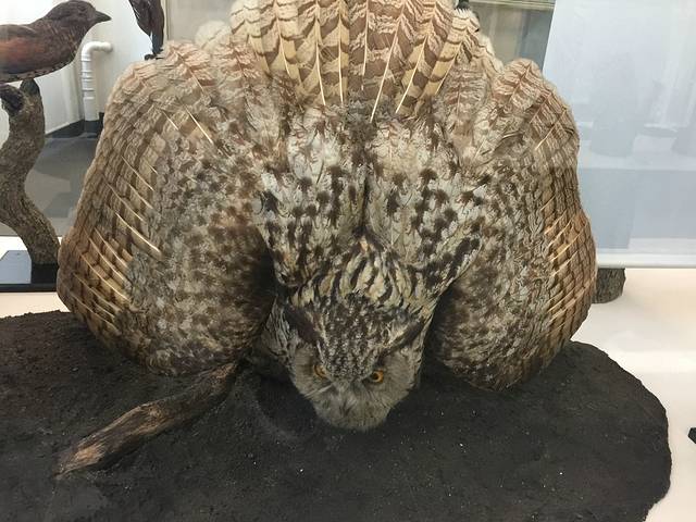 Senckenberg Natural History Museum (Naturmuseum Senckenberg)