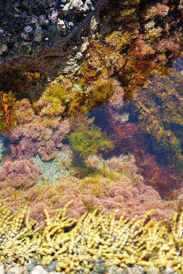 山羊岛海洋探险中心