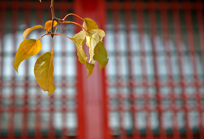 故宫的西六宫开了很久了,这是我第一次逛。从