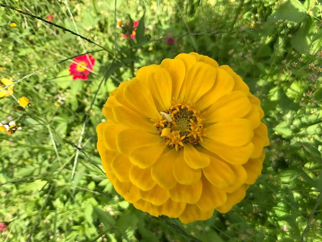 大理云海芳草薰衣草庄园