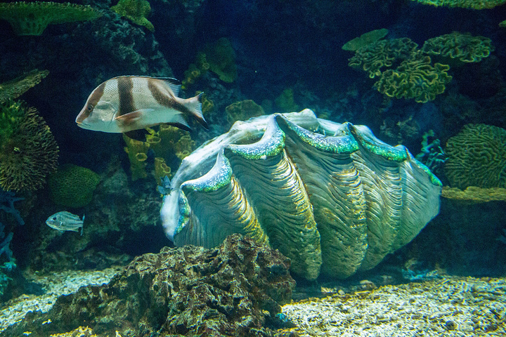 同样,还可以在里面欣赏到变色的水母,一会一个颜色,我们总是想象不到