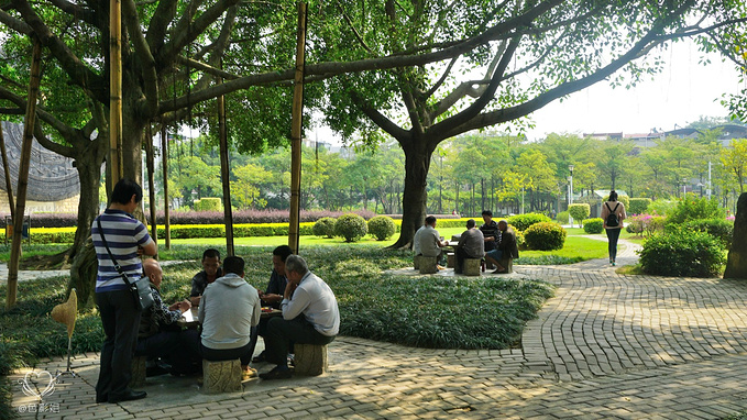 老人们在公园里下棋 半岛公园