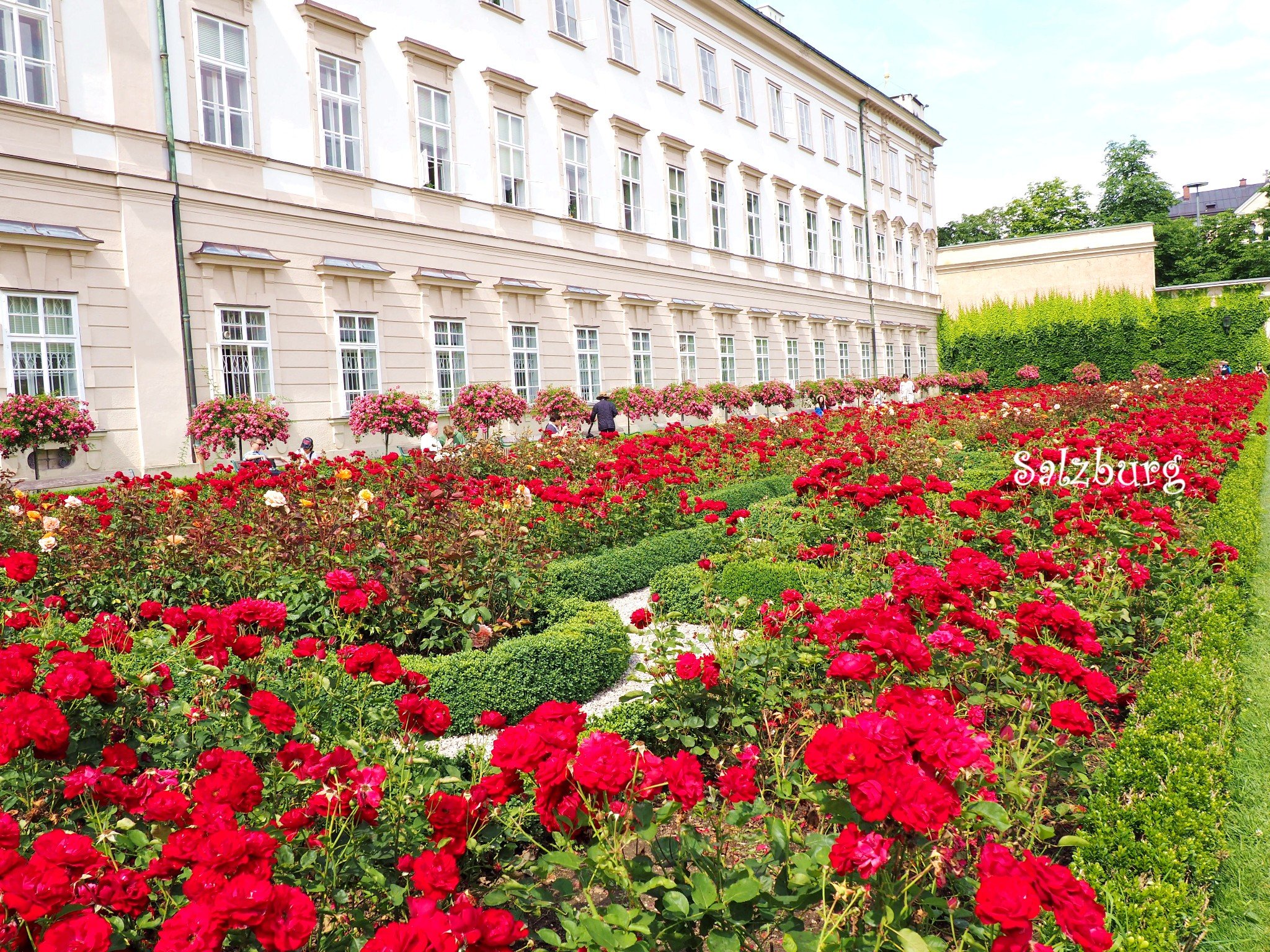 米拉贝尔花园中的玫瑰园,花开得正盛.