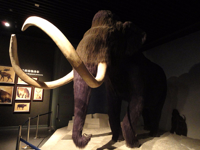 的足迹大庆博物馆的镇馆之宝——真猛犸象化石骨架体型之巨大令人叹服