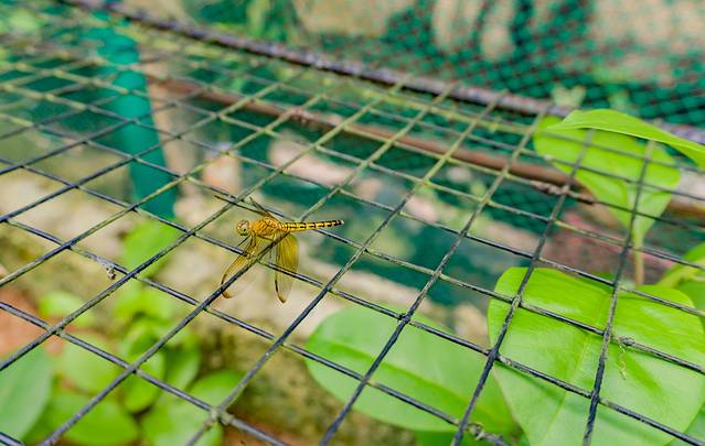 辛普利蝴蝶保护中心