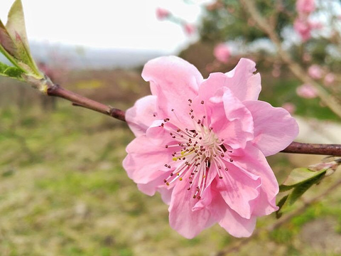 桃花岛风景区旅游景点图片