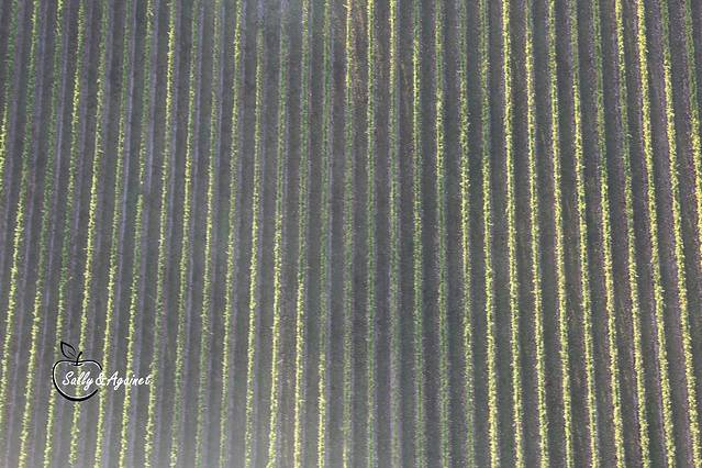 亚拉河谷热气球