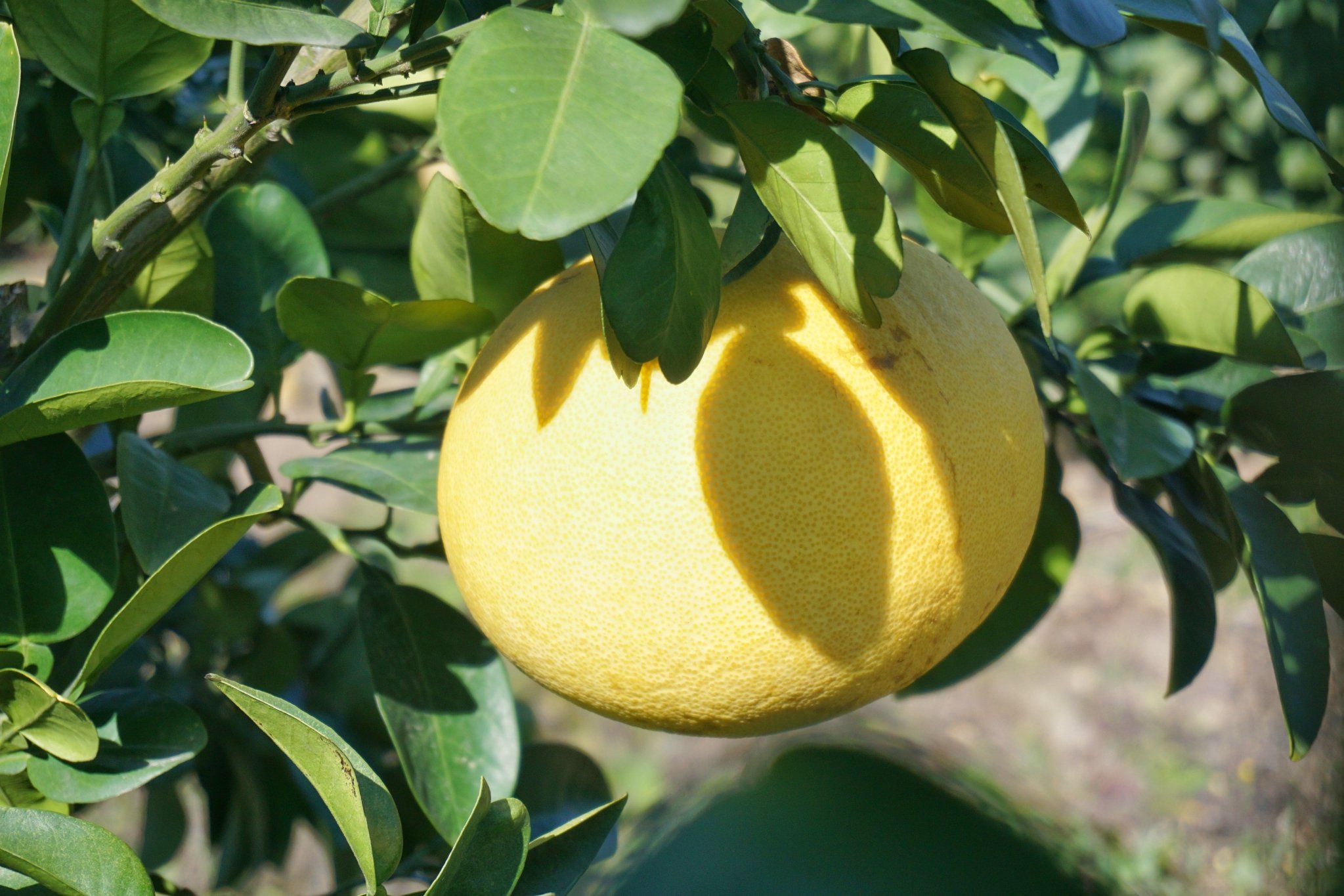 外观长的和柚子也很相像,只不过柚子的形状有点像梨子,而文旦是扁扁的
