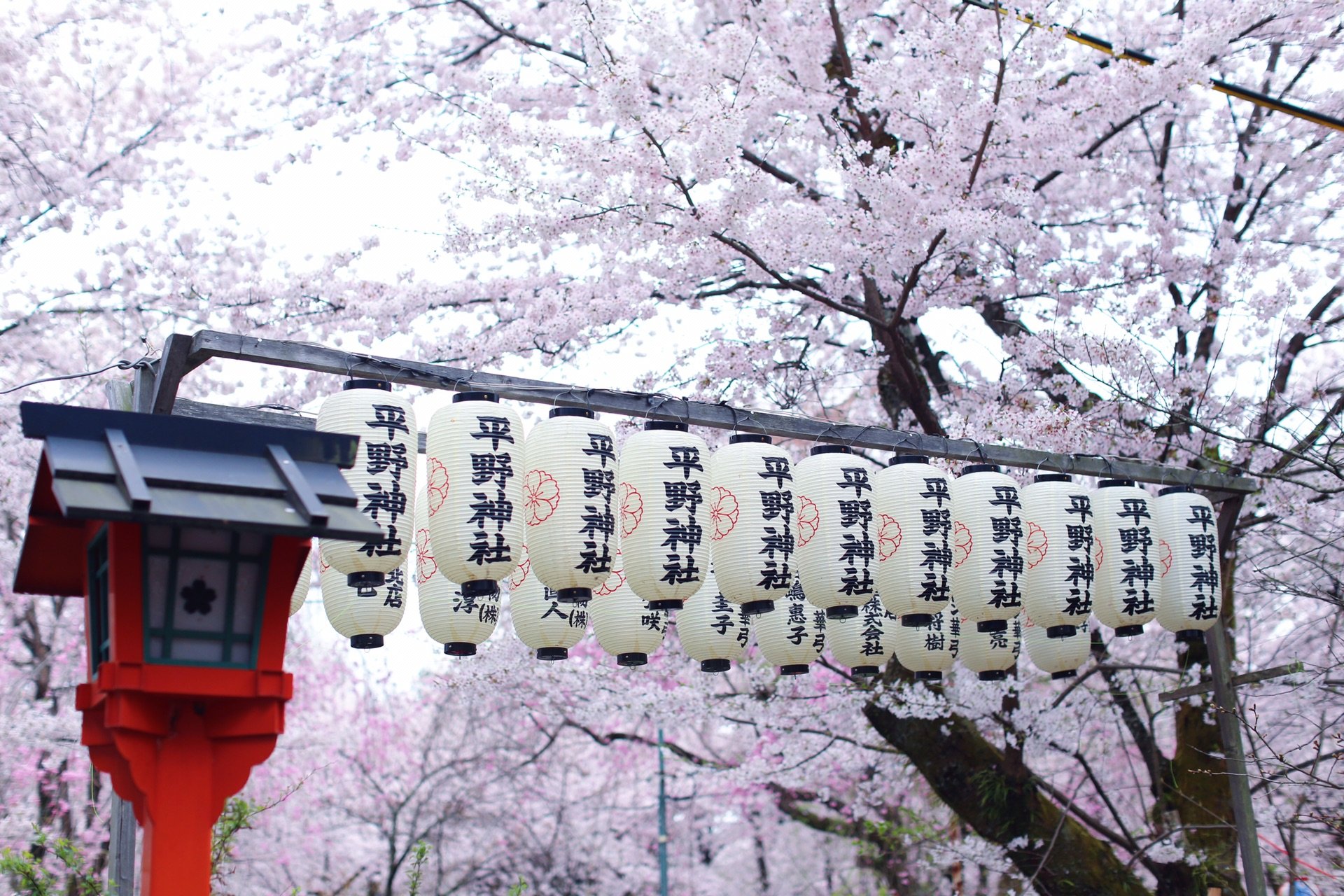 2022平野神社游玩攻略,这是一个看了就这样 不看又不.【去哪儿攻略】
