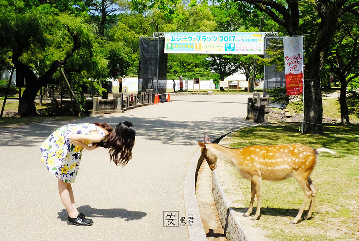 奈良的小鹿真的会鞠躬哦