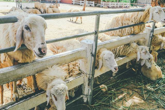 华欣瑞士绵羊牧场