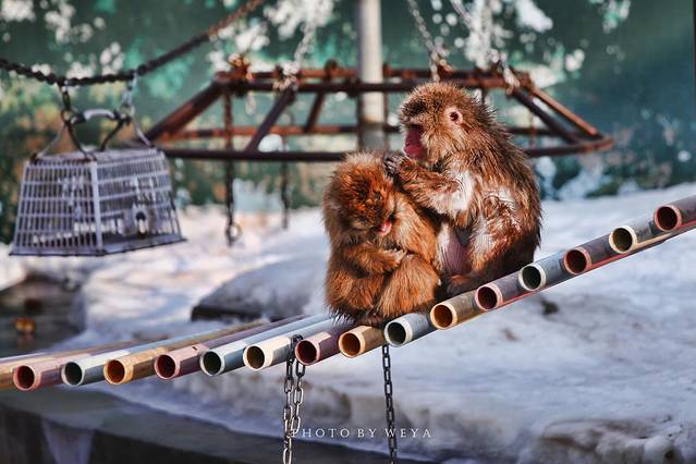 函馆市热带植物园