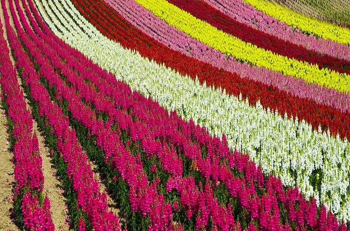 21昨天富田农场没完全开放的虞美人 在这里正在盛开着 还有一些叫不上名字的花儿 其中一种淡紫色的非常好看 四季彩之丘 评论 去哪儿攻略