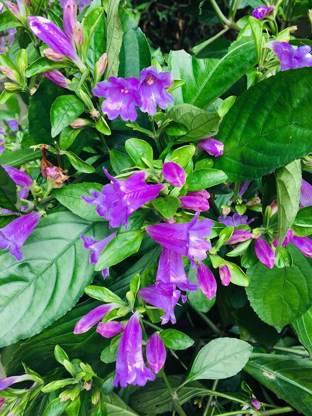 问道青城山 拜水都江堰 成都6日游