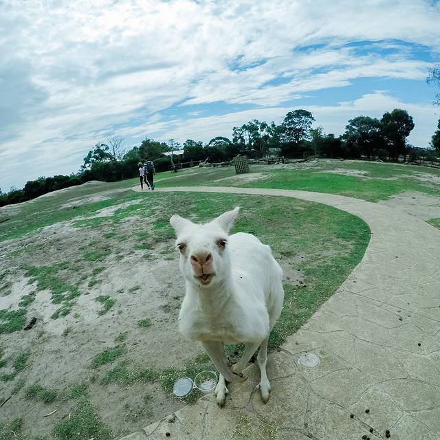 玛璐考拉和动物公园