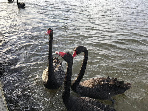 罗托鲁瓦湖旅游景点攻略图