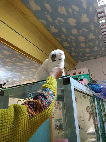 猫吃人也不能饿着,因刚才在胡同里已吃了大羊