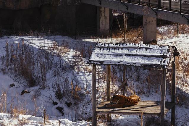 天山野生动物园