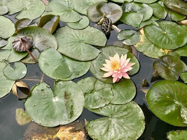 惠州西湖风景名胜区-九曲桥