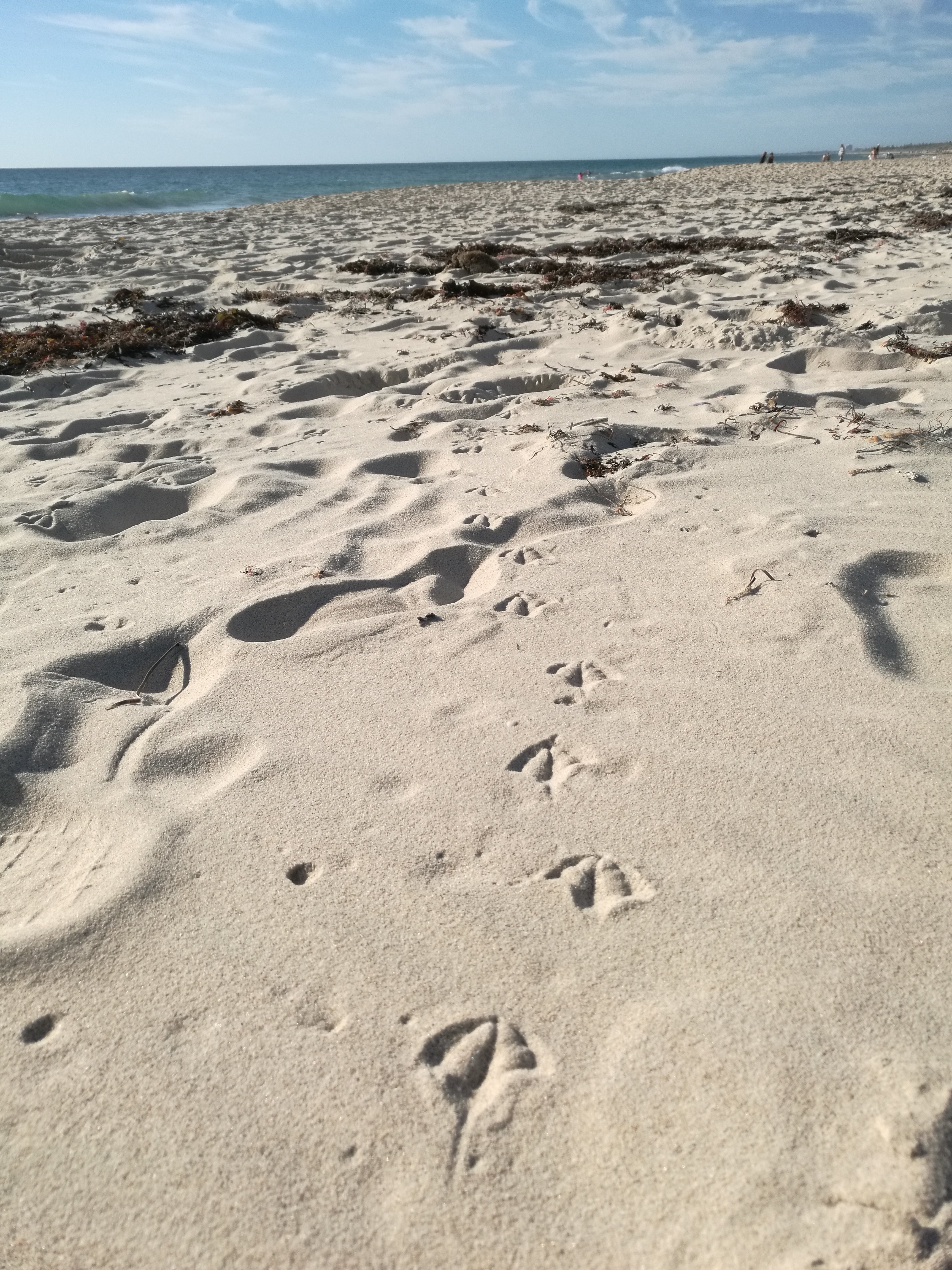 海鸟们在沙滩上留下他们的足迹.