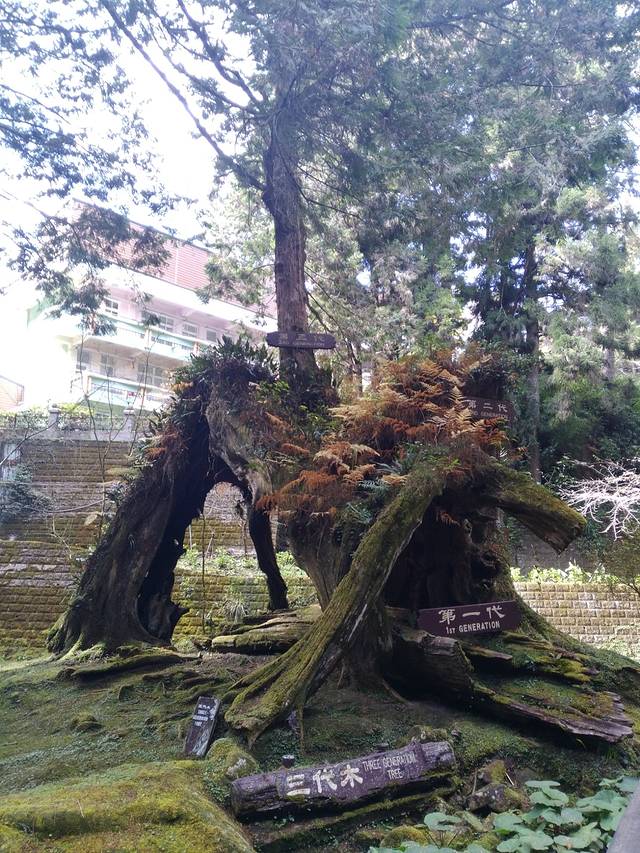 三代木(櫻木花道)