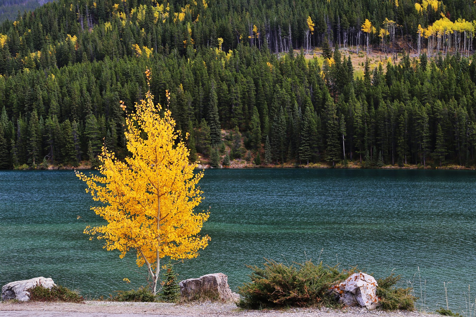 湖边一棵孤独的树.