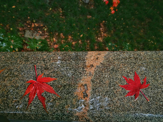 "西湖真的很大，许多景点虽然都在西湖畔，却相距甚远。比如雷峰塔和断桥就隔着一汪碧绿的湖水，两两相望_雷峰塔"的评论图片