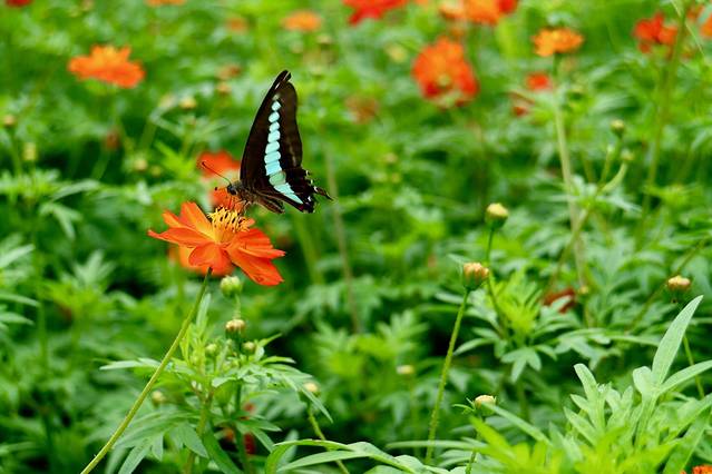 滨离宫恩赐庭园