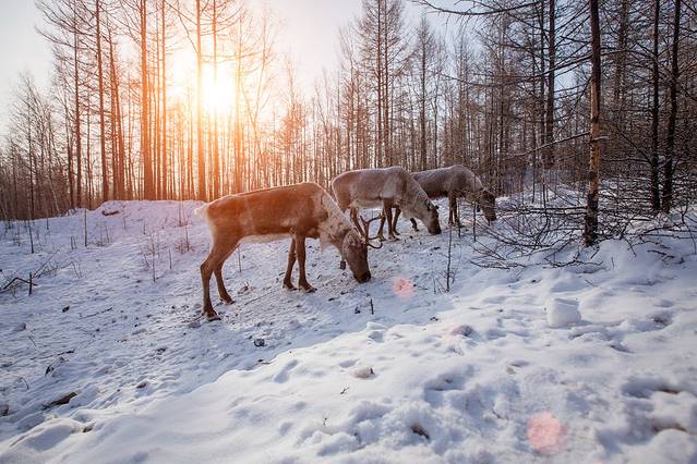 布冬霞部落猎民点