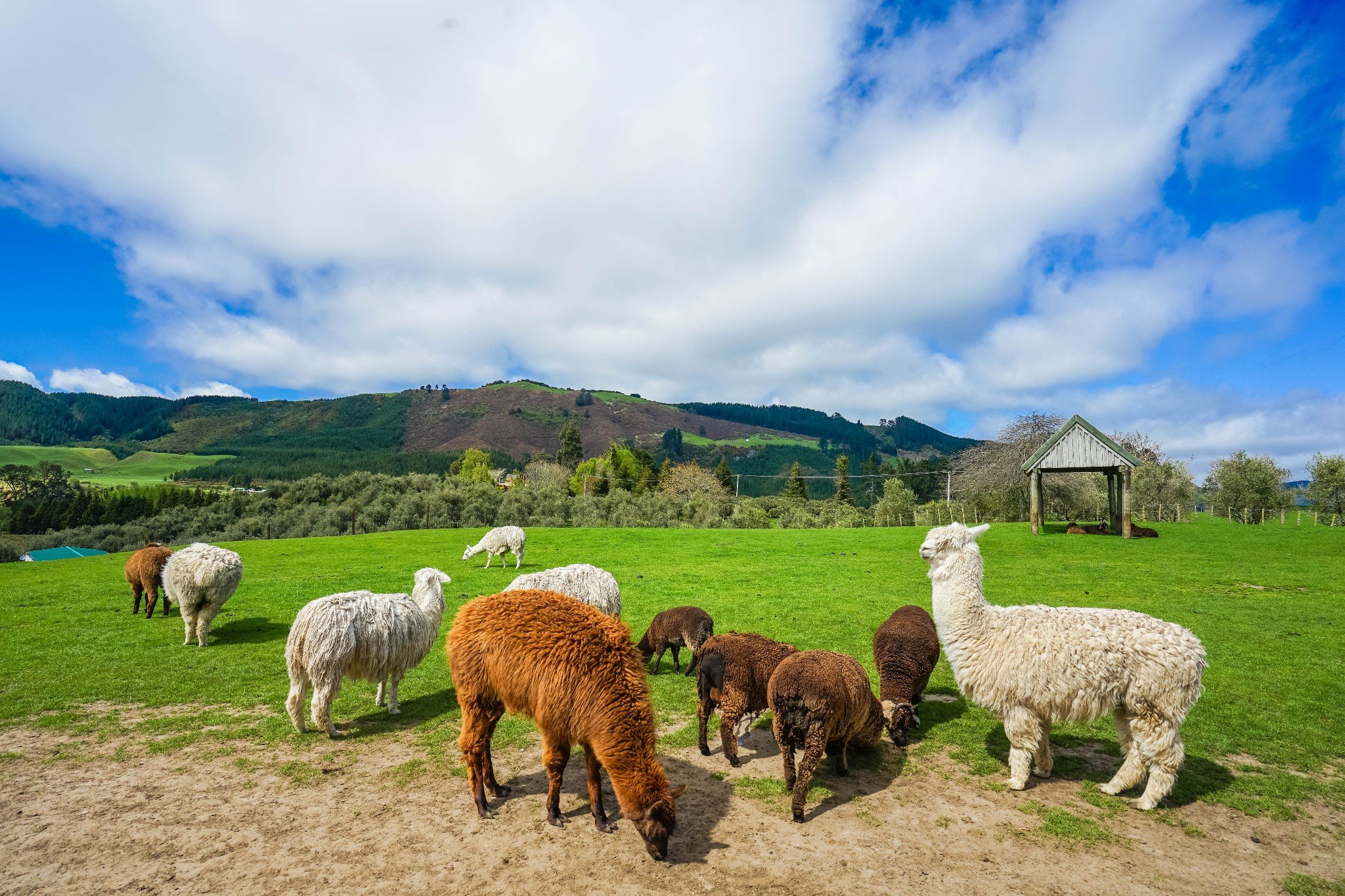 爱歌顿休闲农庄是新西兰最佳旅游景点之一还挺好玩的羊驼毛以其质量与