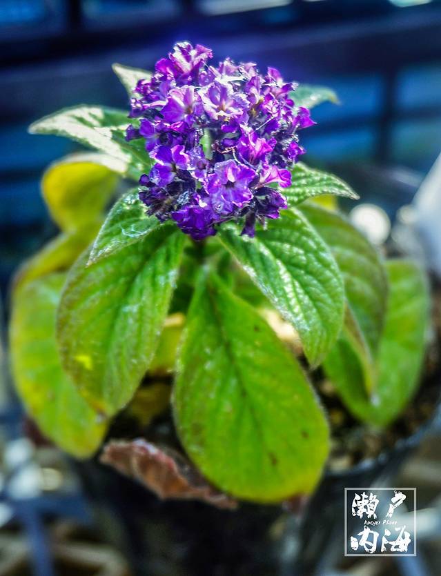 小豆岛橄榄公园