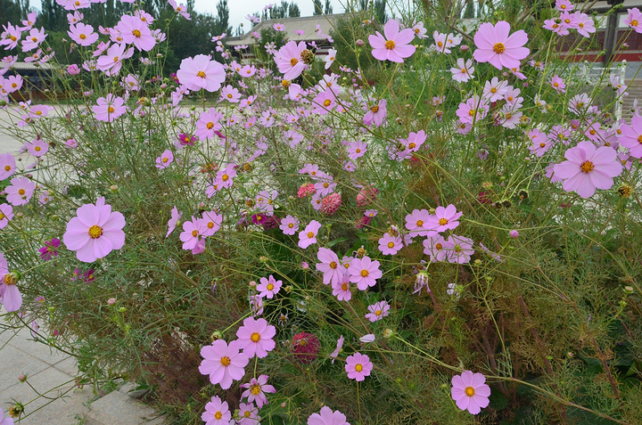 雷音寺位于敦煌市至鸣沙山月牙泉风景区公路的