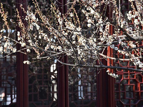 一枝园旅游景点图片