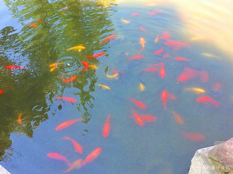 曾赵园旅游景点图片