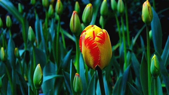 重庆市花卉园（渝北区）