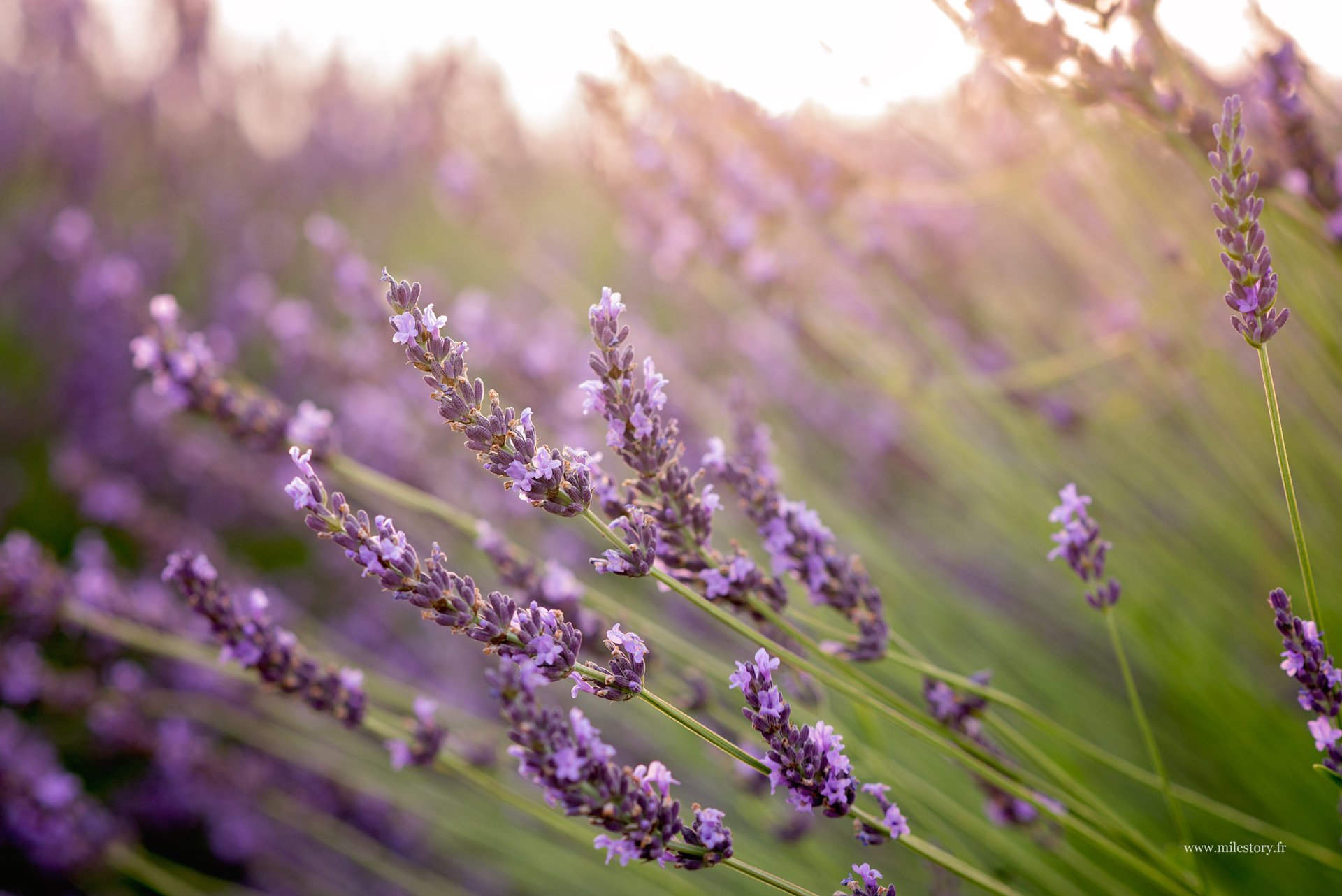 不一样的玩法,2018普罗旺斯薰衣草花期实况,6月11日播报