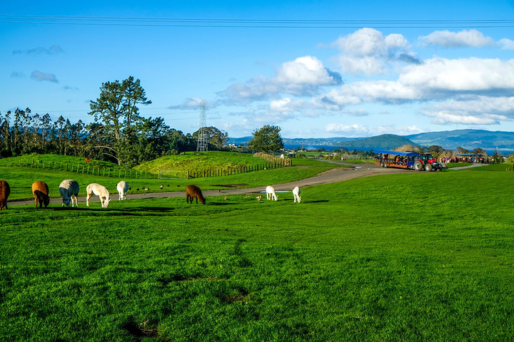 farm land)是新西兰最佳旅游景点之一,是新西兰面积最大的观光牧场