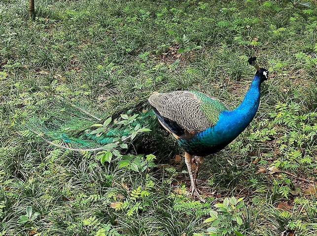 98,可能是因为它是一只丑鸳鸯90玫瑰苑的地面上散落着凋谢的花瓣