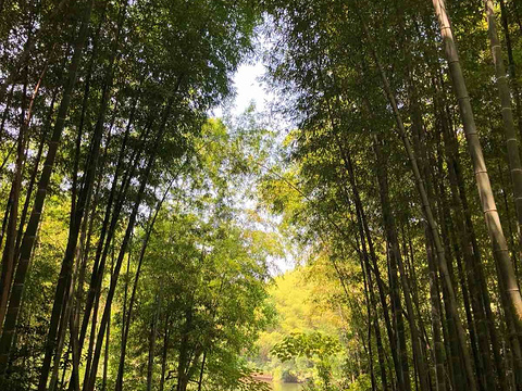 石塘竹海旅游景点图片