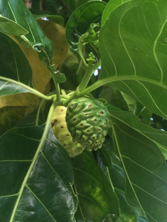 DFS旗下T广场（塞班店）