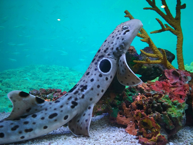 里面有金钱鲨,褐间竹鲨,云纹猫鲨,白点鲨.