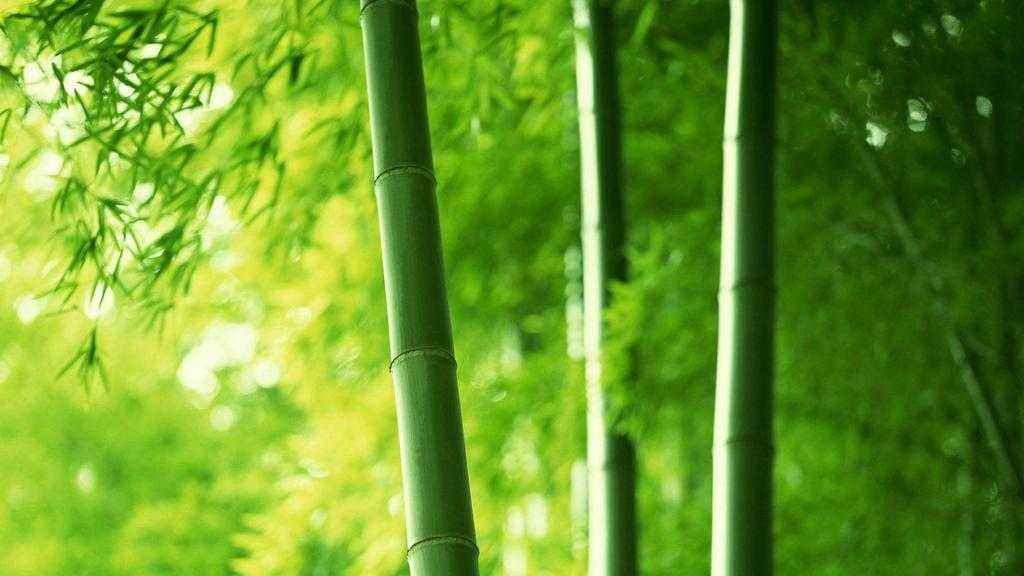 八音什么成语_成语故事图片