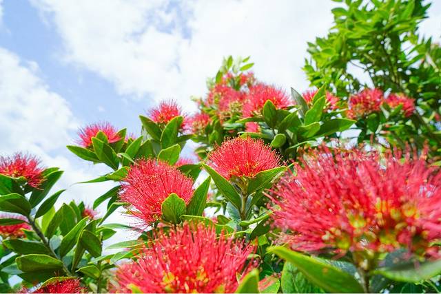 华卡雷瓦雷瓦地热保护区