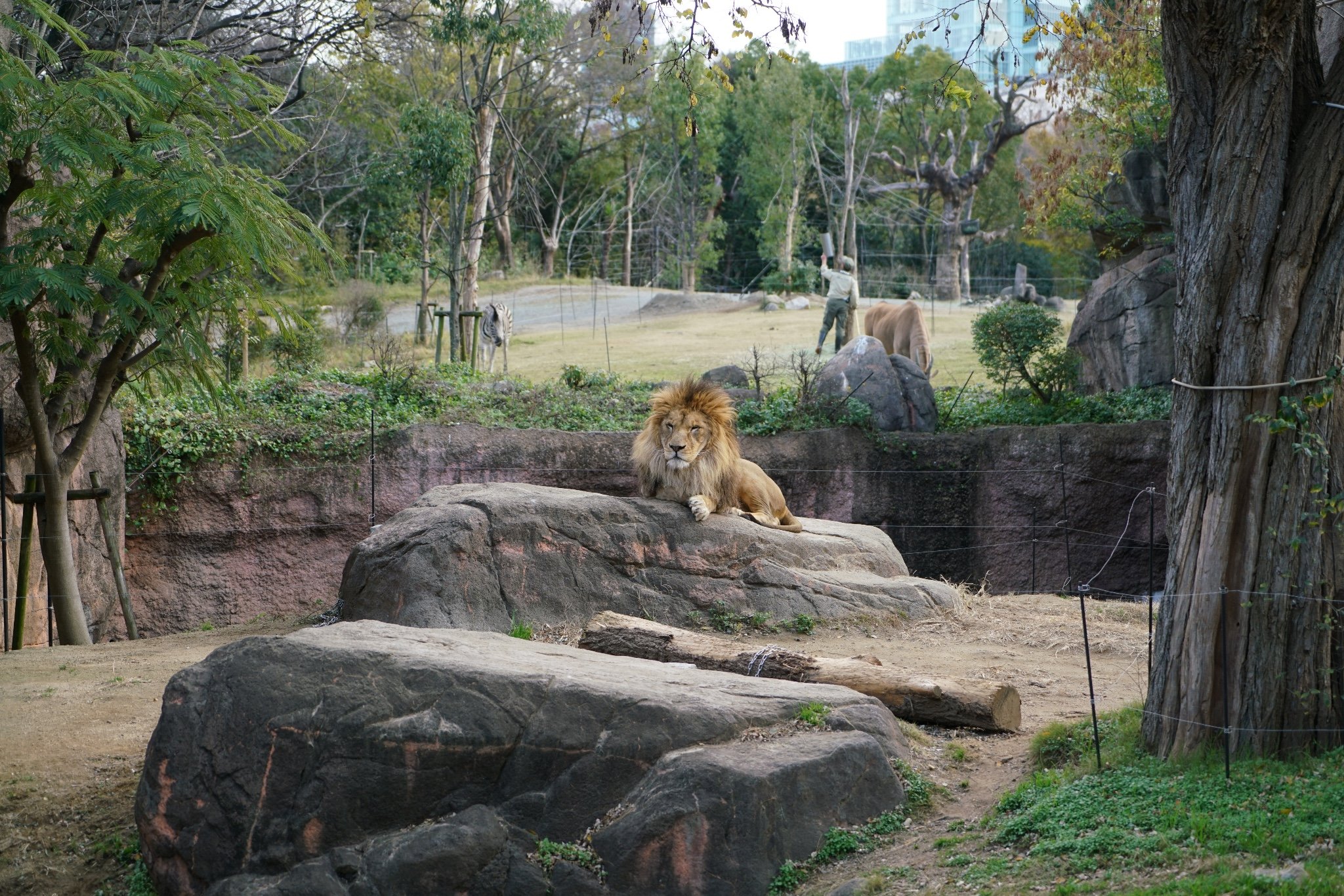 2024天王寺动物园游玩攻略,冬天的动物园真的不是那么好.