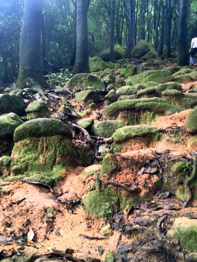 火炉山森林公园