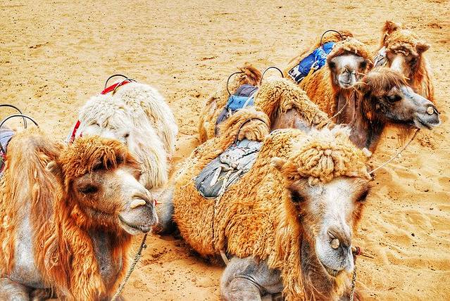 的小伙伴告诉我们，骆驼毛呈现白色是基因突变的结果，嘿嘿，还挺有趣！休息的时候，我发现沙漠里有一种奇怪