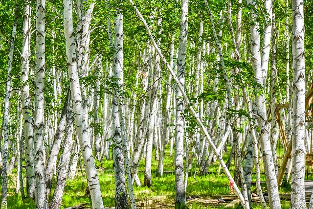 白桦林景区