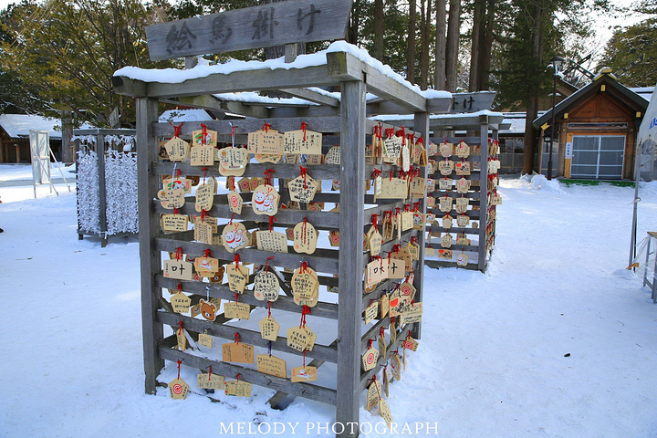 北海道神宫是这趟北国之行唯一去了两遍的景点因为第一天去的时候时间