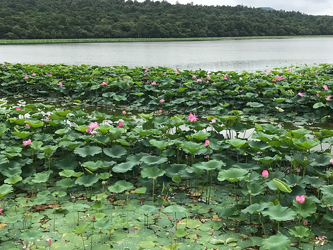 莲花湖旅游景点图片